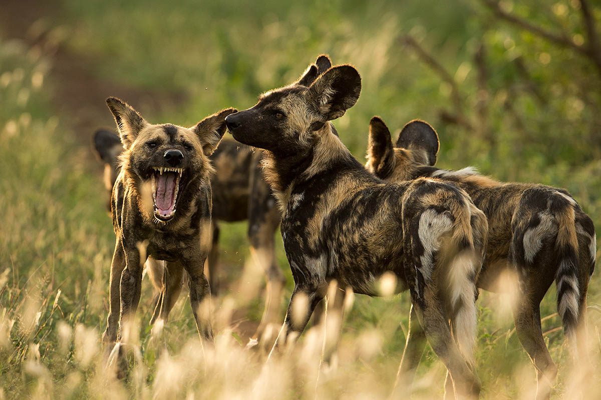 Vildhundar i boken Under Afrikas himlar av naturfotografen och författaren Brutus Östling 